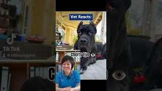 Cherry Eye in Pets Explained 👁  #vetexplains #cherryeye #gracevetcentre #fypyoutube #fypシ゚ #fyp