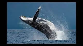 LE R&Ocirc;LE DES BALEINES / LE PERG&Eacute;LISOL           LE SAVAIS-TU EN 2MIN 😉