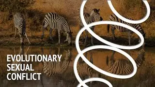 Evolutionary sexual conflict
