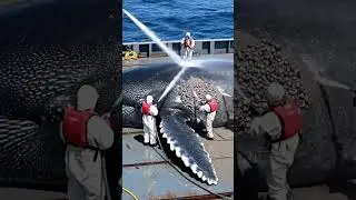 Giant Marine Animal Rescue 🌊🐋 | Incredible Ocean Rescue Moment I Wildlife Miracles