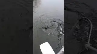 AuSable River Atlantic Salmon #Shorts