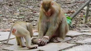 Cambodia Angkor Wat monkey