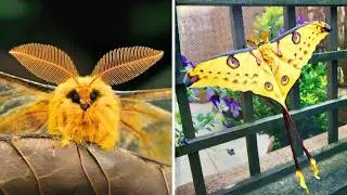 Комета-бабочка 🦋 Самая КРАСИВАЯ мотылька на свете!