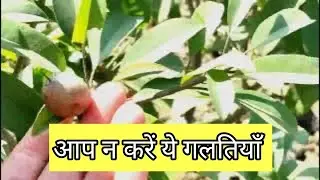 Don't make these mistakes in the food forest