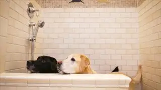 Reigning Cats and Dogs: Pet Friendly Renovations