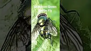 Common Green Bottle Fly #explorer #insects #rpmtheexplorer #rpm #nature #fly#bottlefly #commongreen