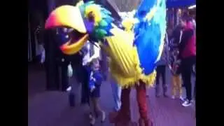 Tropical Birds - Walkabout Birds