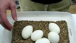 Ball Python Egg Box