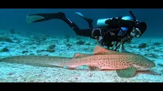 Maldives 2 of 2, Kooddoo to Gan dive safari Blue Voyager and Maamigili, Feb 2023