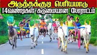 1அடுத்தகுடி-பெரியமாடு-பந்தயம்_ Amuthamstudio