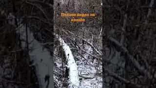 Охота на зайца