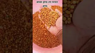 Toor Making Harvesting 💪🏻 #toor #harvesting #farming #farmer #agriculture  #shorts