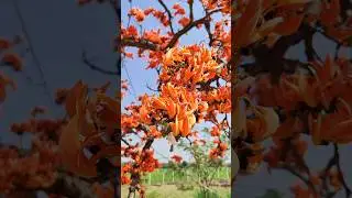 #palash #moduga #flameoftheforest #holi #chattisgarh #hyderabad #springflowers #vasantharuthu