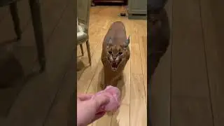 Trying to run away with Floppa&rsquo;s food