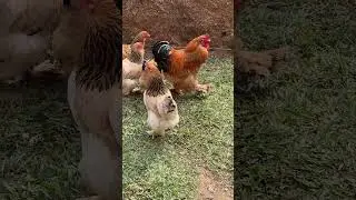 A Brahma Buff &eacute; uma das varia&ccedil;&otilde;es mais admiradas da ra&ccedil;a.