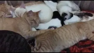 Pet saud&aacute;vel