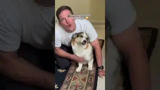How momma pets the corgis vs poppa