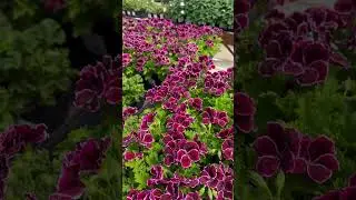 Aristo Black Beauty Regal Geraniums in GrowJoy's greenhouse