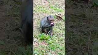 Jing monkey finding for food 🥑🥝🥑🥝