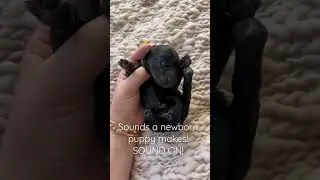 Sounds of a NEWBORN PUPPY! SOUND ON 🥹