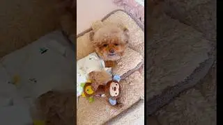 &hearts;️ Cute Dog Lying On A Pillow Pretending To Sleep 👻 #shortvideo #viralshort #trendingvideo