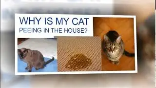 Cat Spraying No More&trade; Review - Does It Work ? How Does it work?