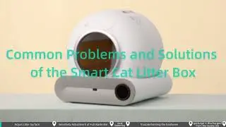 Common Problems and Solutions of the Smart Cat Litter Box