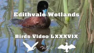 Edithvale Wetlands - Birds Video   - LXXXIX