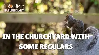 Squirrels and Deer in the Churchyard | Nature Diary | Local Wildlife
