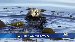 Study: State Sea Otter Population Could Boom If Relocated Into San Francisco Bay