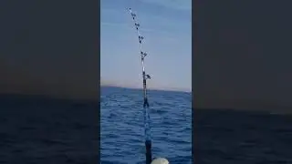 Fishing po*n, Canary Islands #fishing #seafishing #canaryislands #shorts