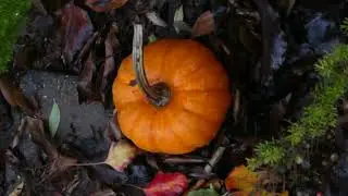 Orange Pumpkin in Rain Los Angeles California USA January 2, 2025