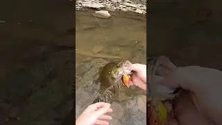 Ловля рыбы на воблеры в ручье!