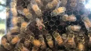 #Queen #HoneyBee Laying Eggs In An Observation #BeeHive
