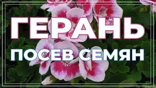 Сею семена пеларгонии. Герань посев семян