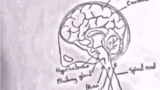 How to draw Human Brain easy drawing step by step 