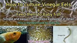 Vinegar Eels culture | Separation Process | LIVE AQUARIUM