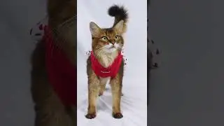 What Happens When Summer Models a Valentine Cat Hoodie? #shorts