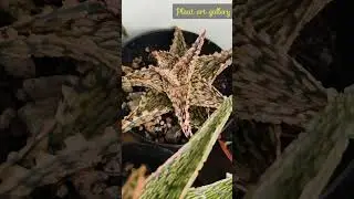 my hybrid aloe collections 🌵✨#cactusforsale #cactusplant #Rare aloe collections #homegarden #cactus