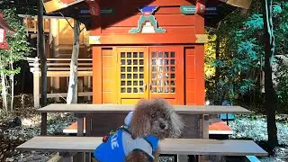 Hatsu-mode first visit of the year to shrine