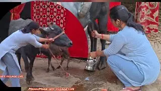 Murrha buffalo milking# desi village life #farminglife#milkingbyhand#cow#buffalo#milking#animals#gav