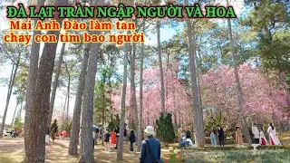 ĐÀ LẠT TRÀN NGẬP NGƯỜI VÀ HOA, MAI ANH ĐÀO LÀM TAN CHẢY TIM DU KHÁCH