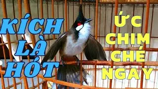 Luyện chào mào hót sáng | chào mào hót đấu - QUÁ HAY CĂNG CHÉ - Để kích bổi căng hót, chao mao