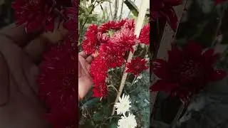 #garden #plants#nature #love #trending #funny #animeart #youtubeshorts #food #flowers #art #fyp #sea