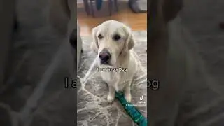 I am simply Dog. #shorts #goldenretriever #dogs #tiktok #cute #puppy