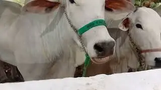 Mostrando os bovinos nas baias de exposi&ccedil;&atilde;o da Expocrato - Parte 12! #ecogeo #bovinos #expocrato