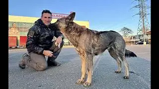 🦄PINK💗WHAT ABOUT US💗Aussie Man 🐕ALPHADOG🐕 helping the ANIMAL Victims of UKRAINE💗🦄