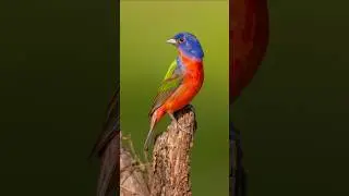Relaxing Colorful Bird Calls & Morning Chirping | Real Calming Forest Sounds with Vibrant Birds