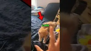 Кошки любят кусать своих хозяев #животное #кошка #кусание