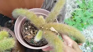 Quintal/Cacto rabo de macaco com flores.
